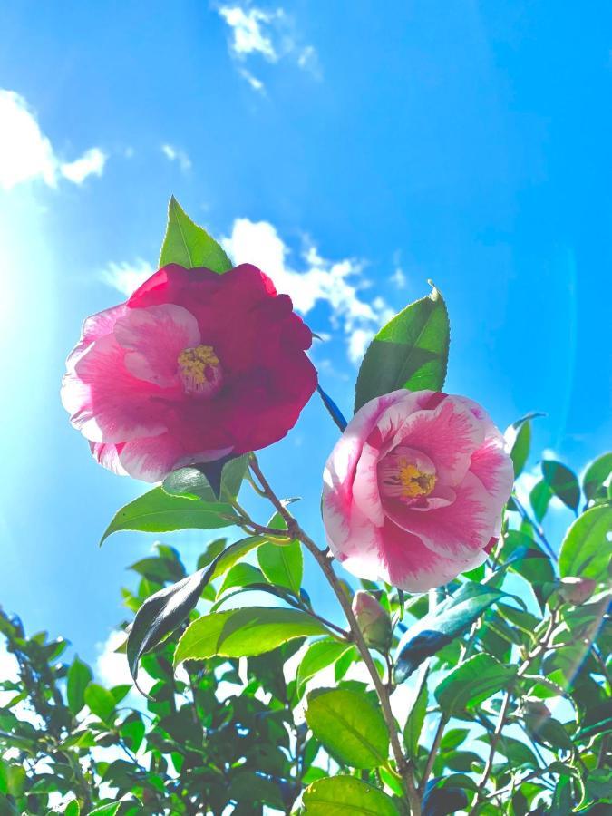 Private Guest House Kumanoyasai Near Takahara ทานาเบะ ภายนอก รูปภาพ