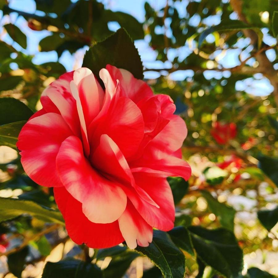 Private Guest House Kumanoyasai Near Takahara ทานาเบะ ภายนอก รูปภาพ